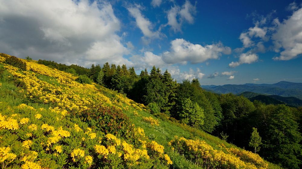 Great aroma of rododendron