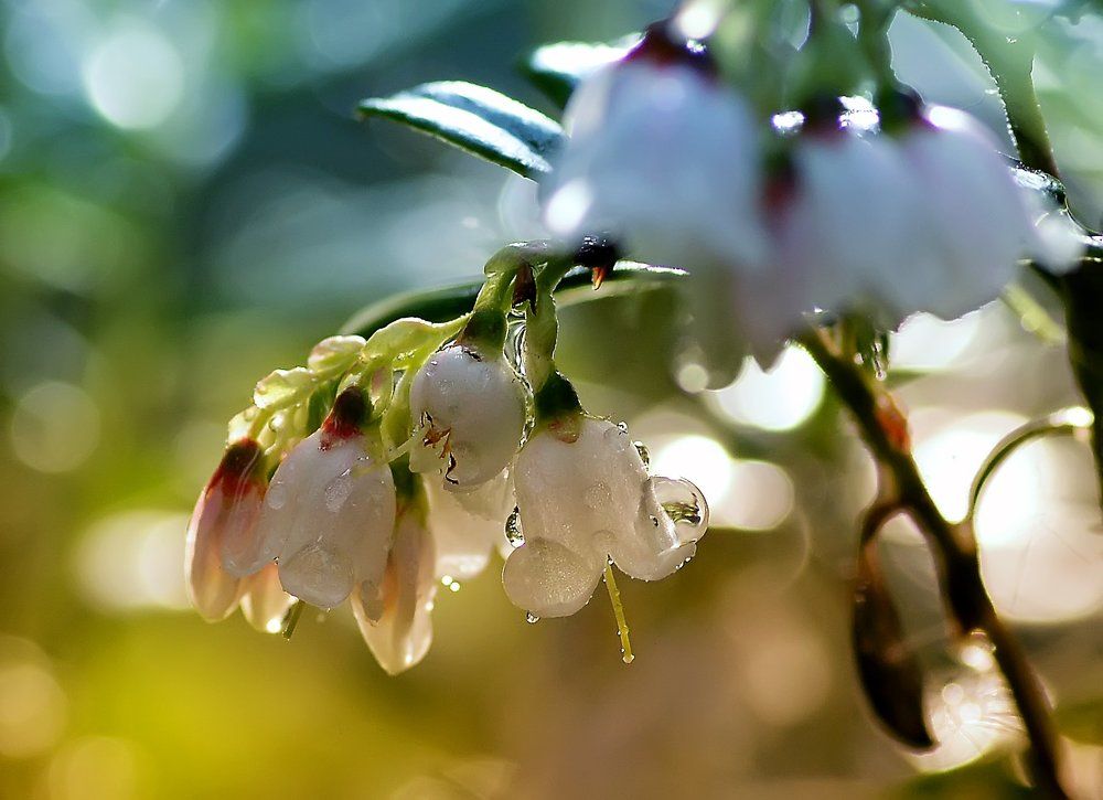 Цветёт брусника