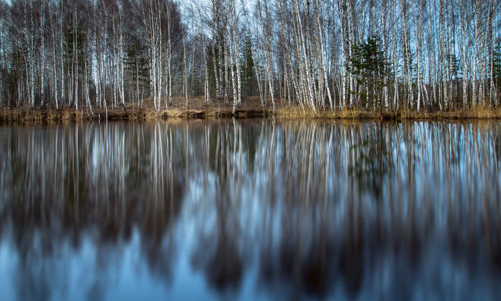 Берёзовая весна