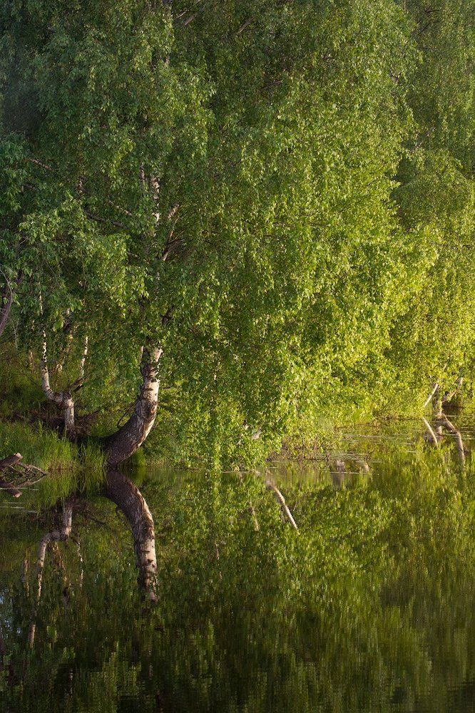 Летний вечер на Шехромке