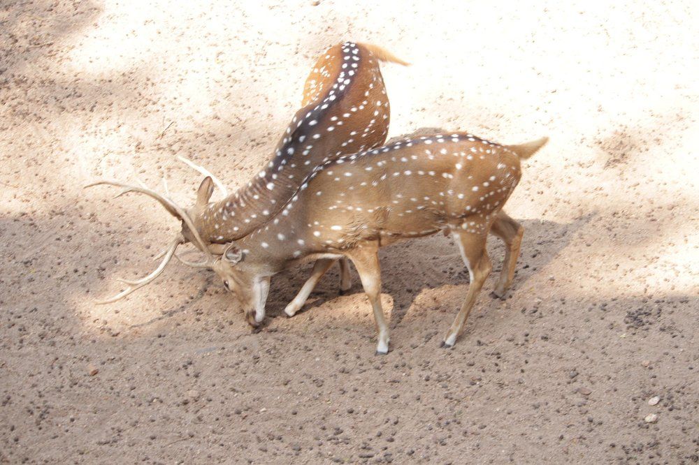 Photograph by Dushyantha De Fonseka