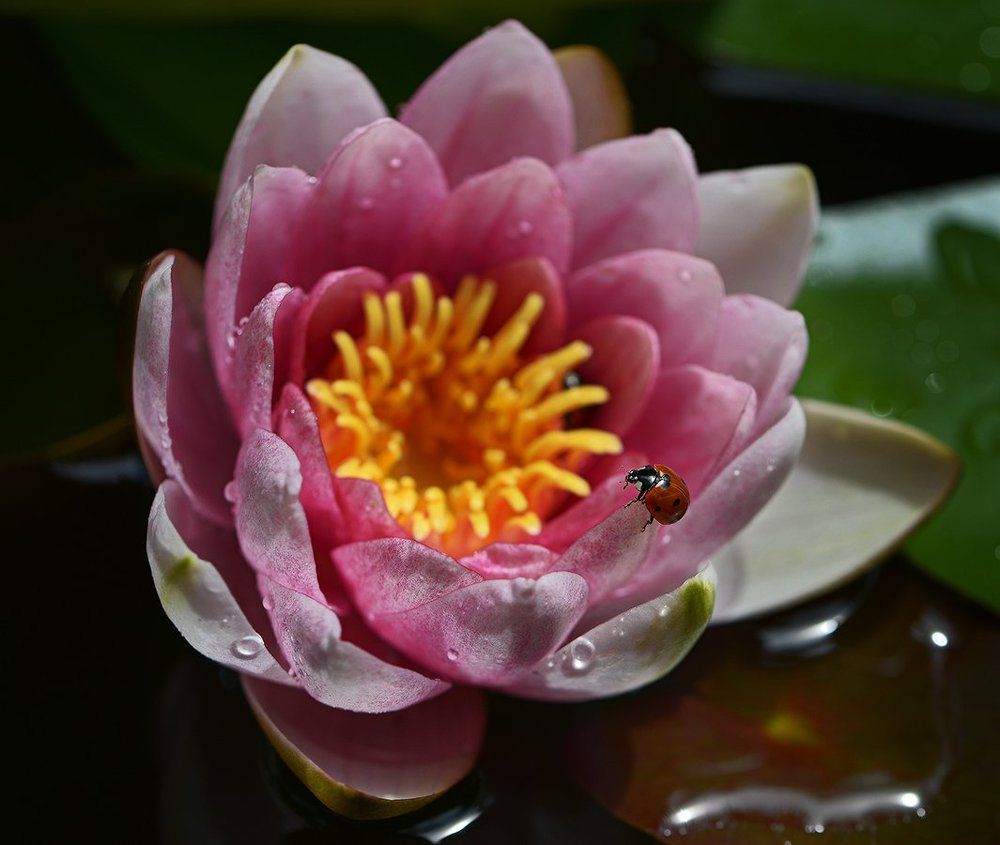 Дюймовочка