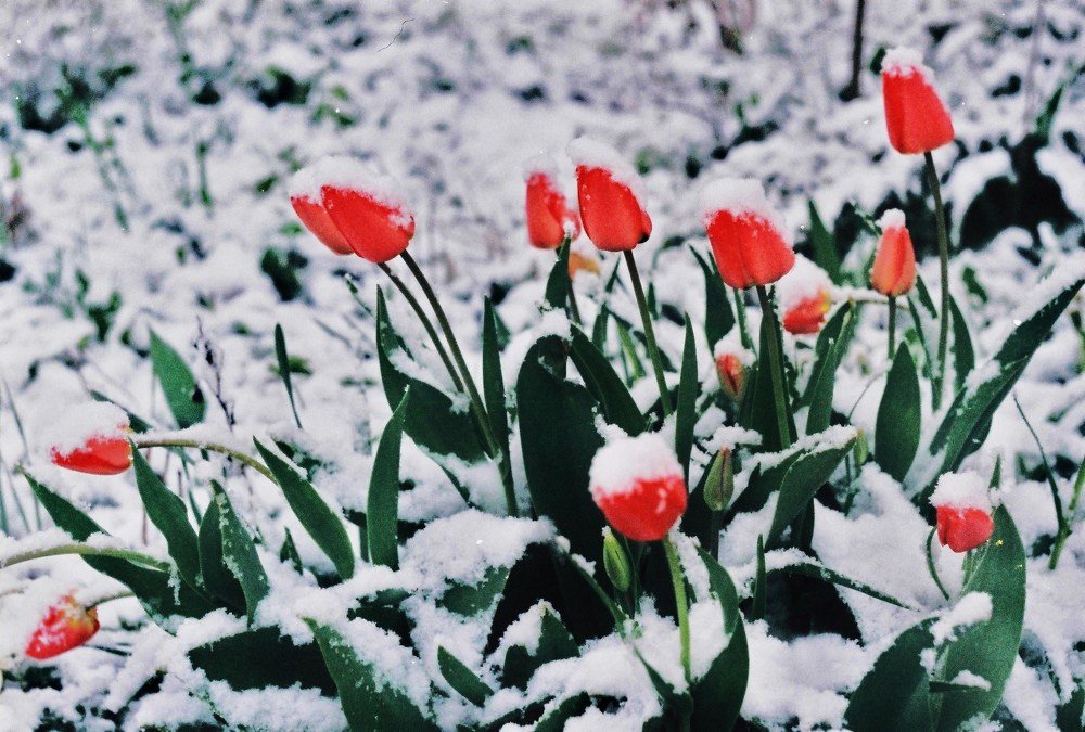 Тюльпаны в снегу