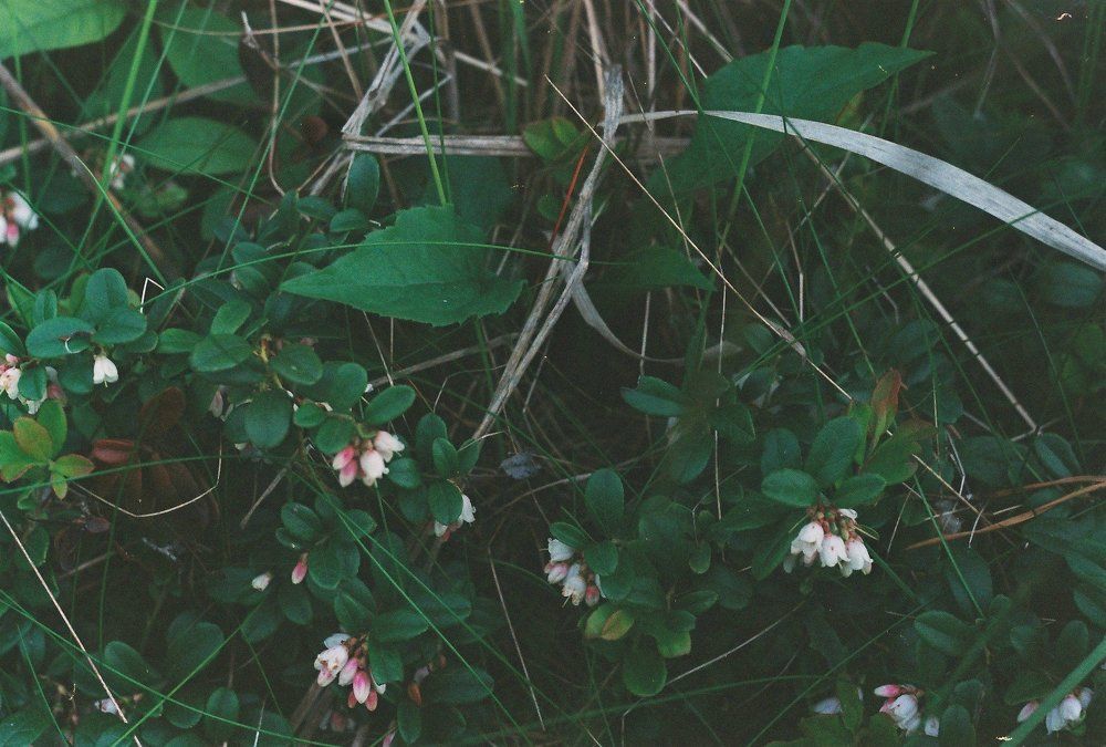 Брусника цветёт