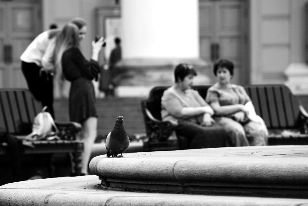 Зрелость, молодость и ... голубь