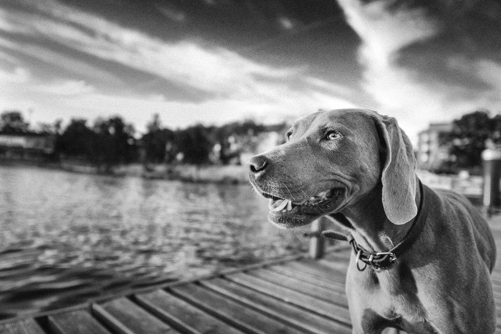 The Smell of Freedom