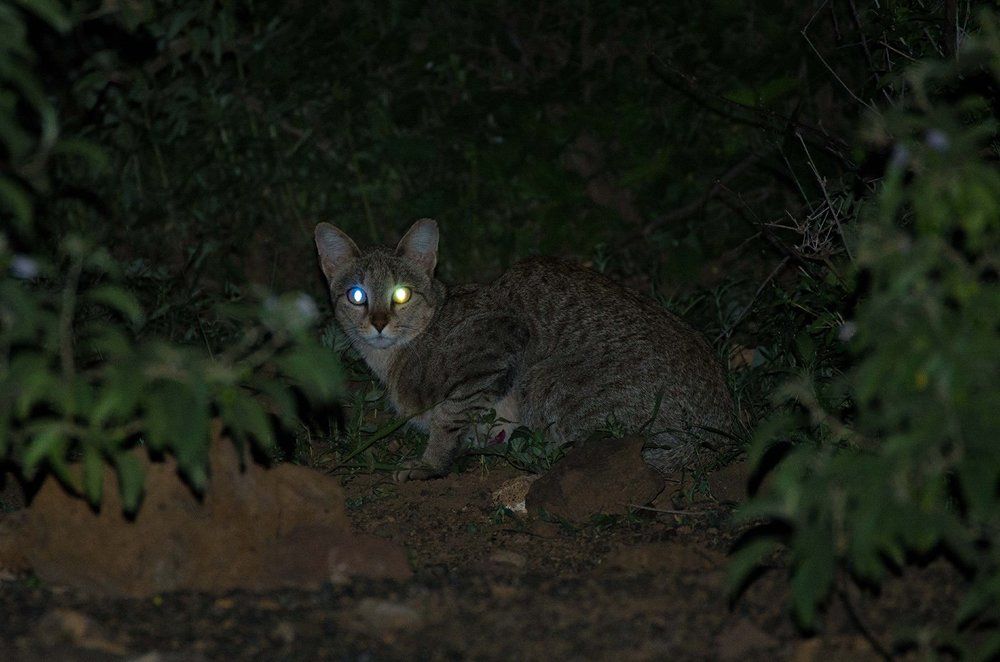 Африканский дикий кот