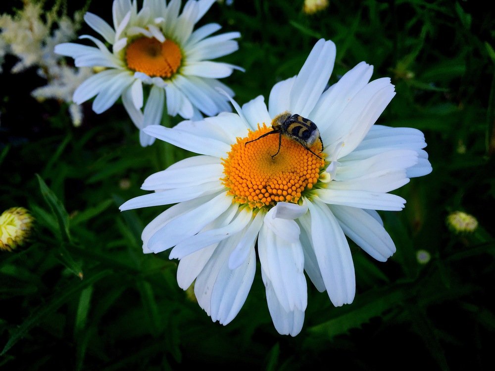 Этюд любви.