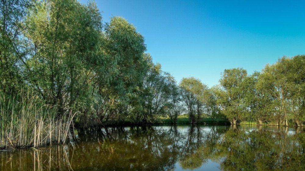 В тихой заводи.