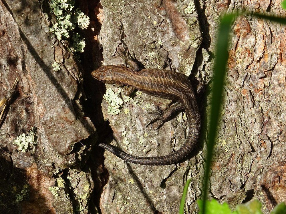 Лесной Дракон