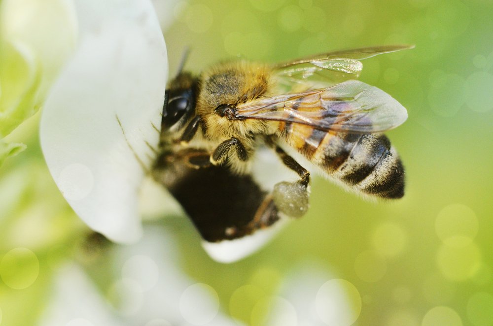 Счастливая Пчелка