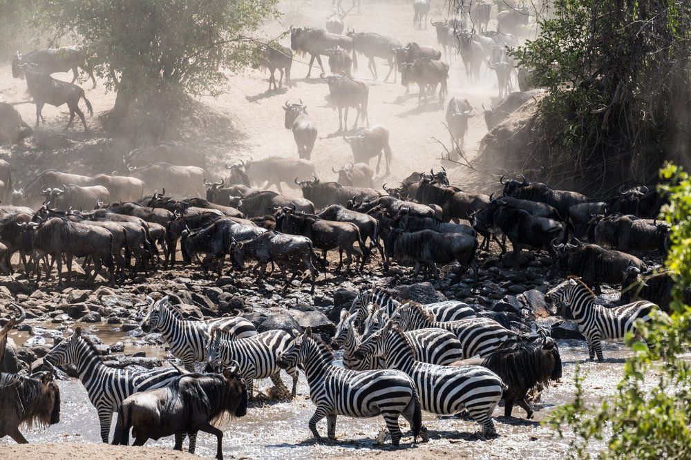 The African Migration