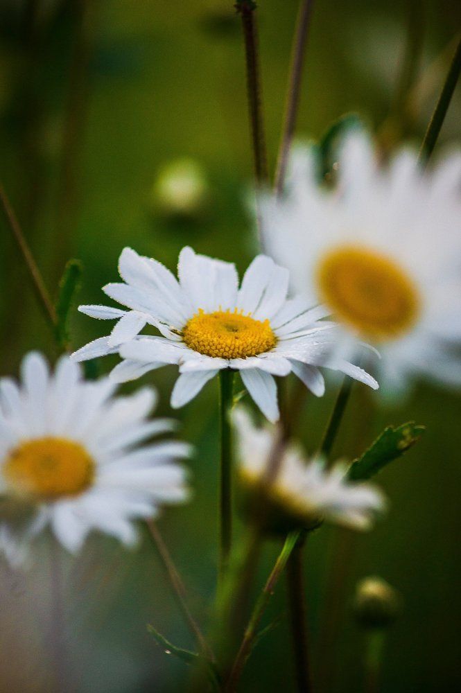 Photograph by Бадаев Антон