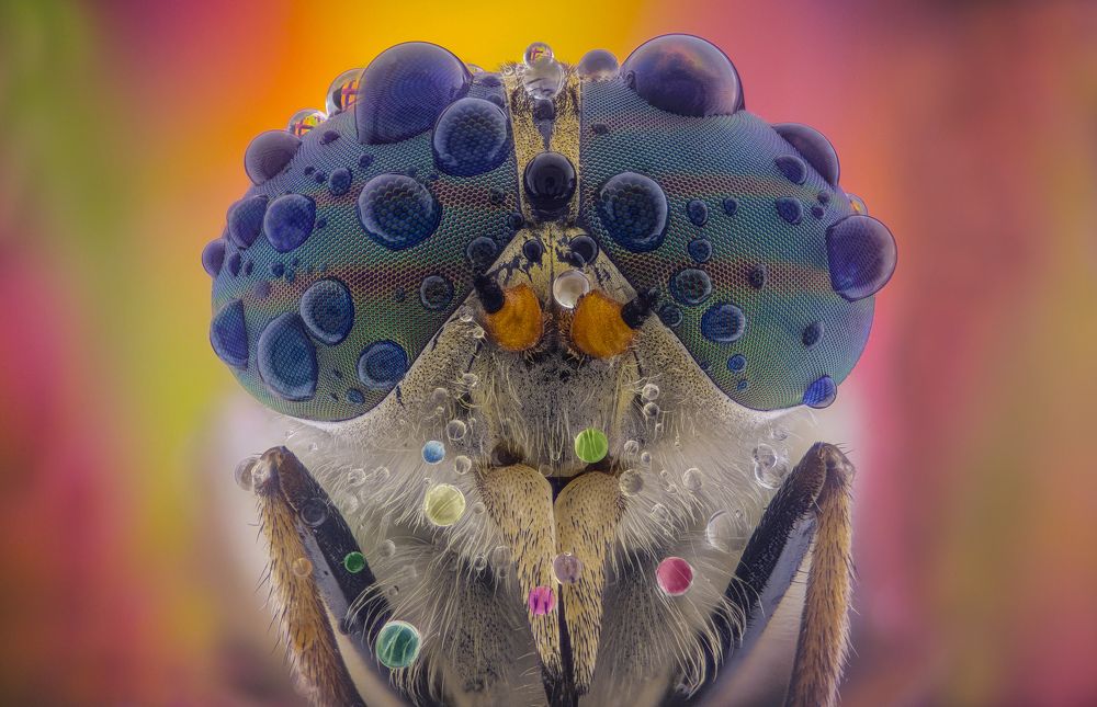 Слепень / Horsefly