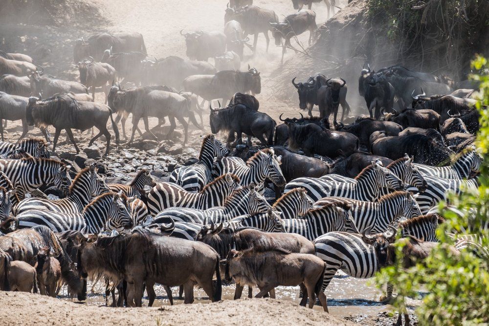 The African Migration