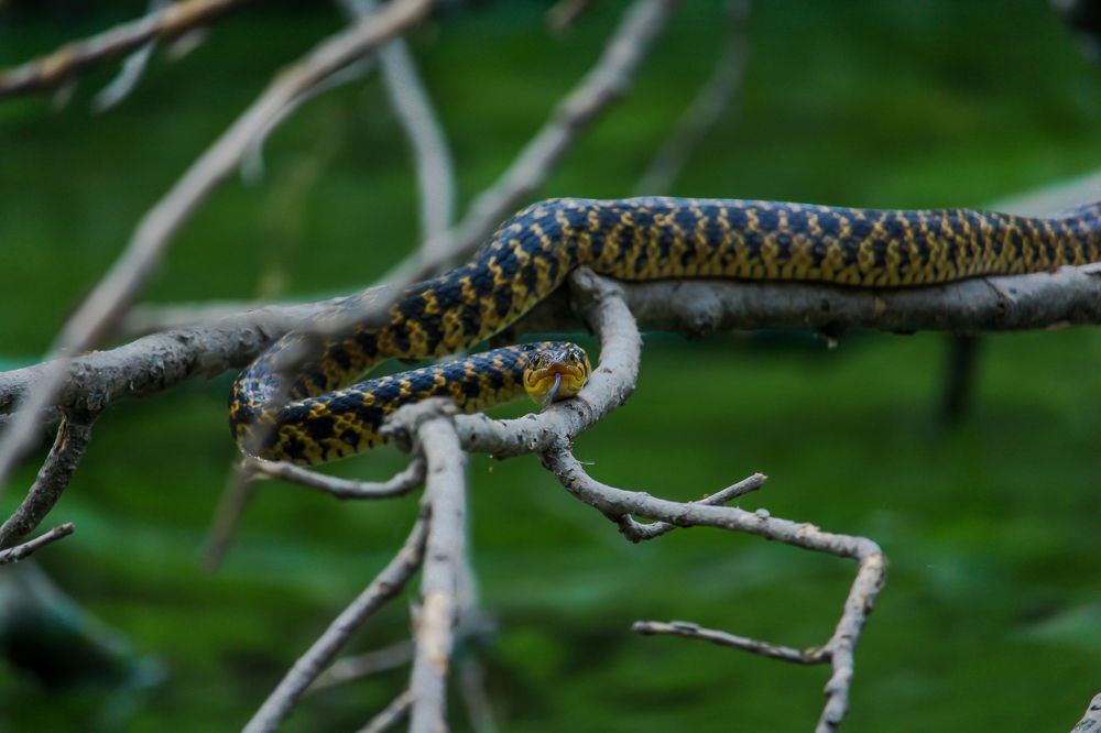 তাকিয়ে থাকা