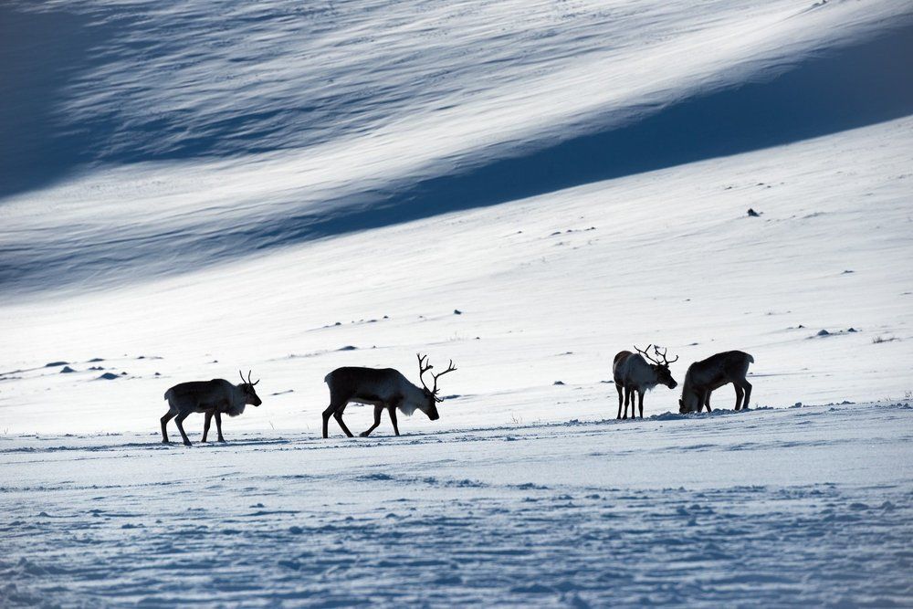 Графика зимнего Ямала