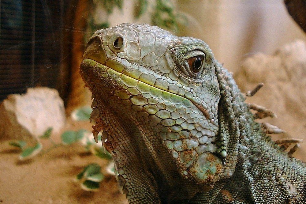iguana