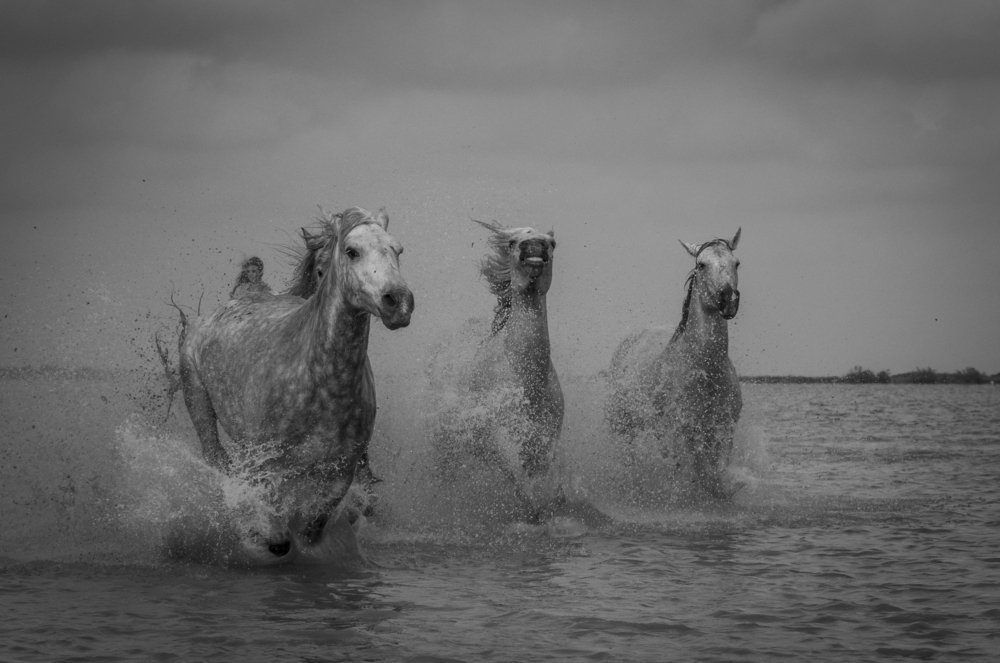 The rider and her horses