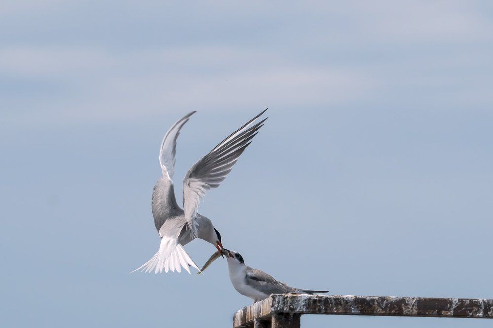 Кормление крачки