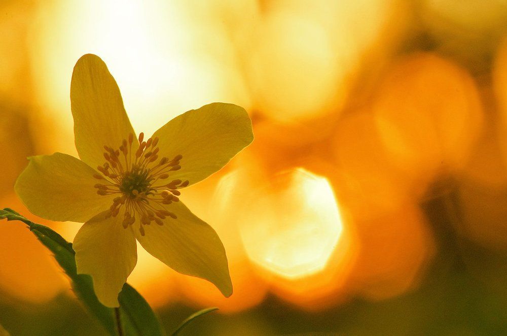 Настоящее Солнышко...