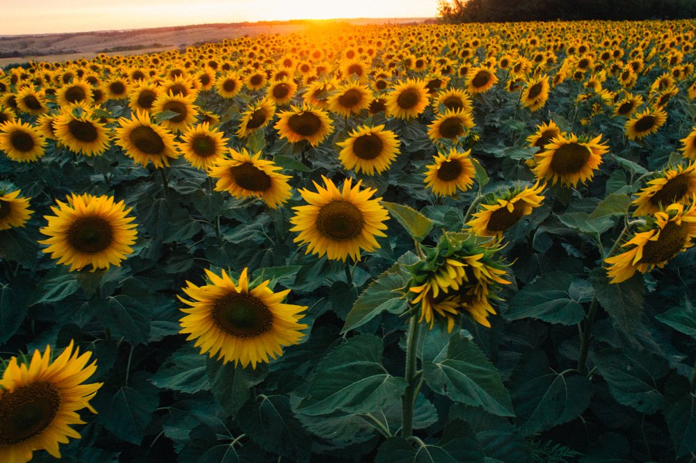 Подсолнухи