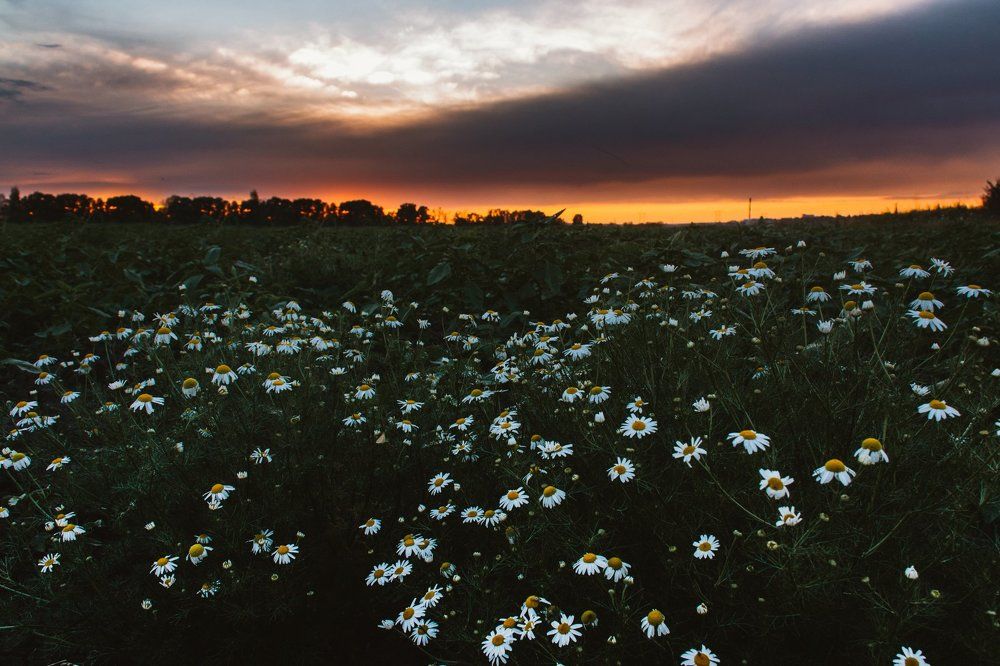 Ромашковый закат