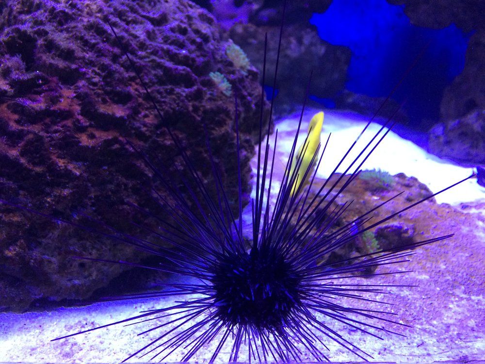 Морской еж.