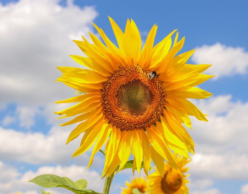 Подсолнечник