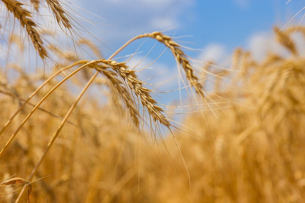 Пшеница