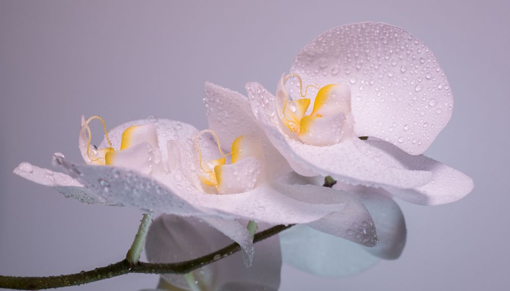 Photograph by Svetlana