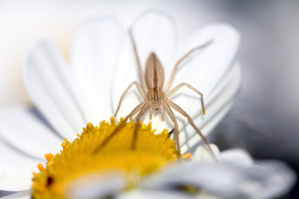 Это моя добыча...