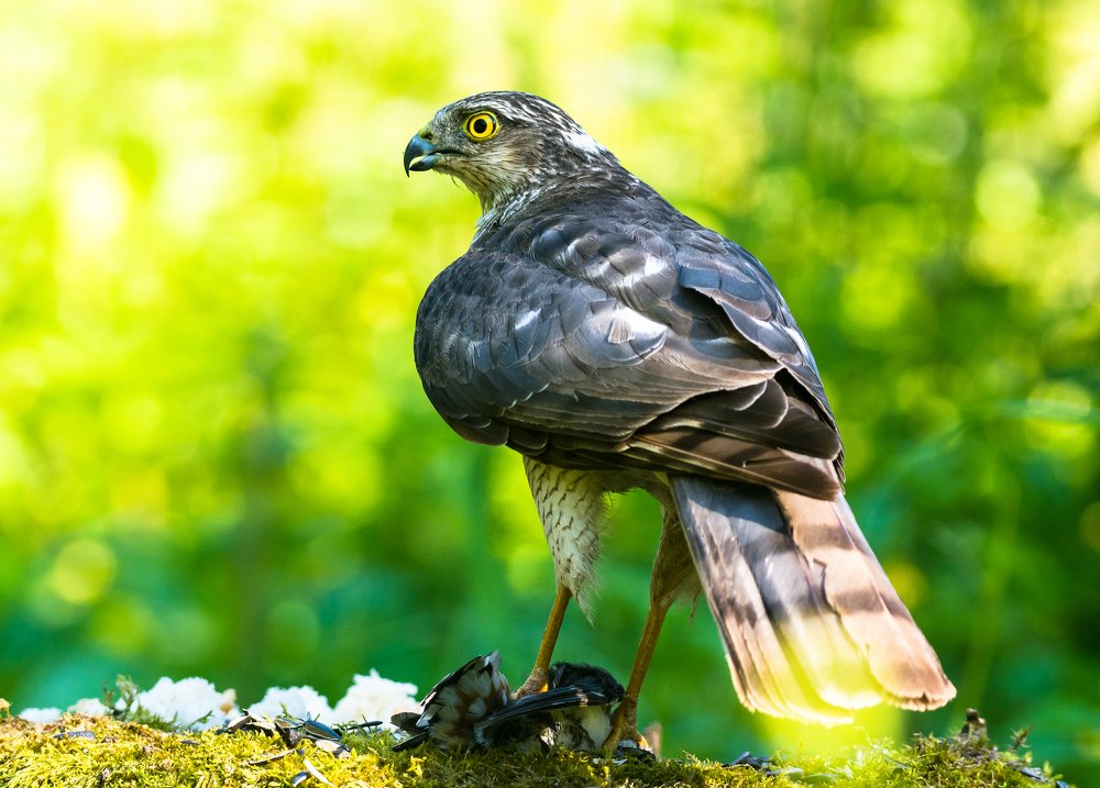 Перепелятник