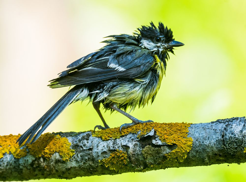 Мочёная синичка.