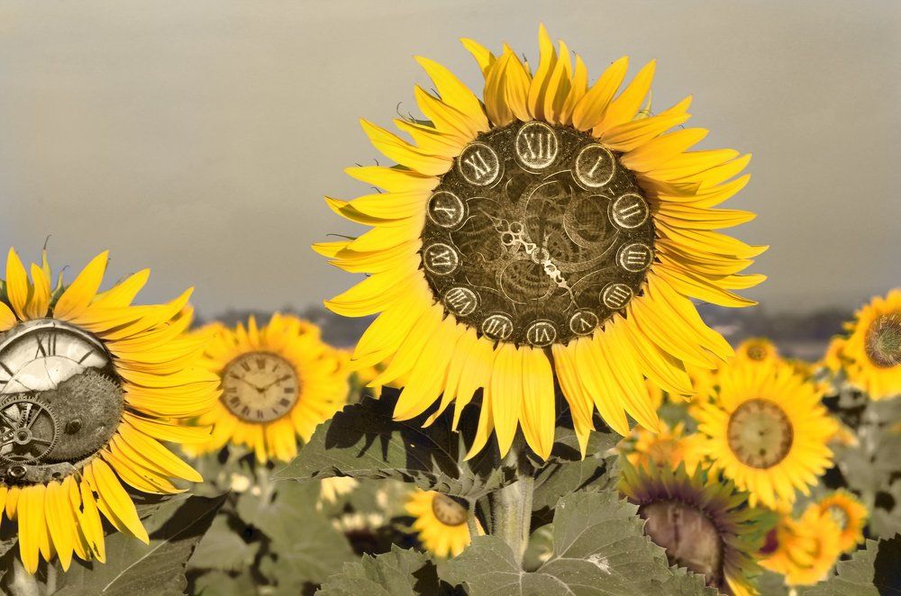 Пробуждаясь в сон