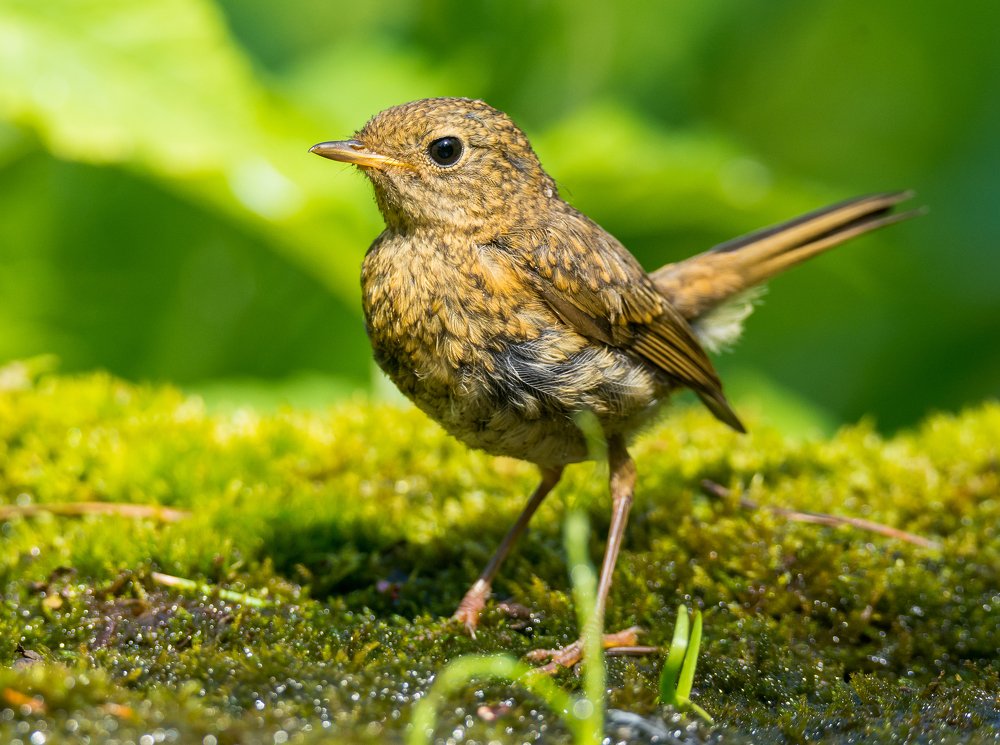Молодая зарянка.