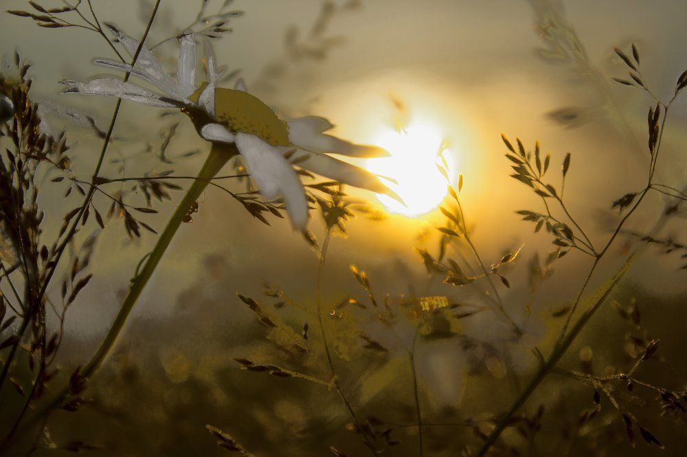 ромашка в закате