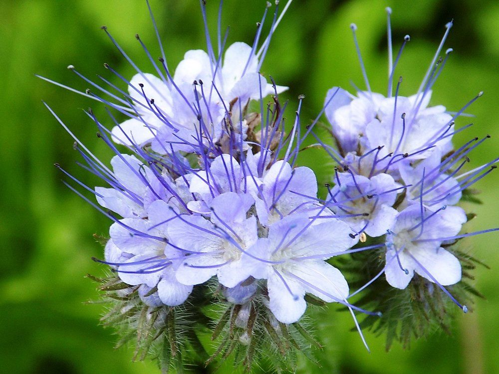 холодная красота