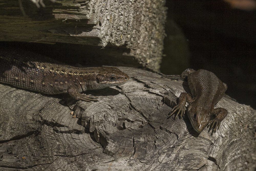 Привет, дружок...