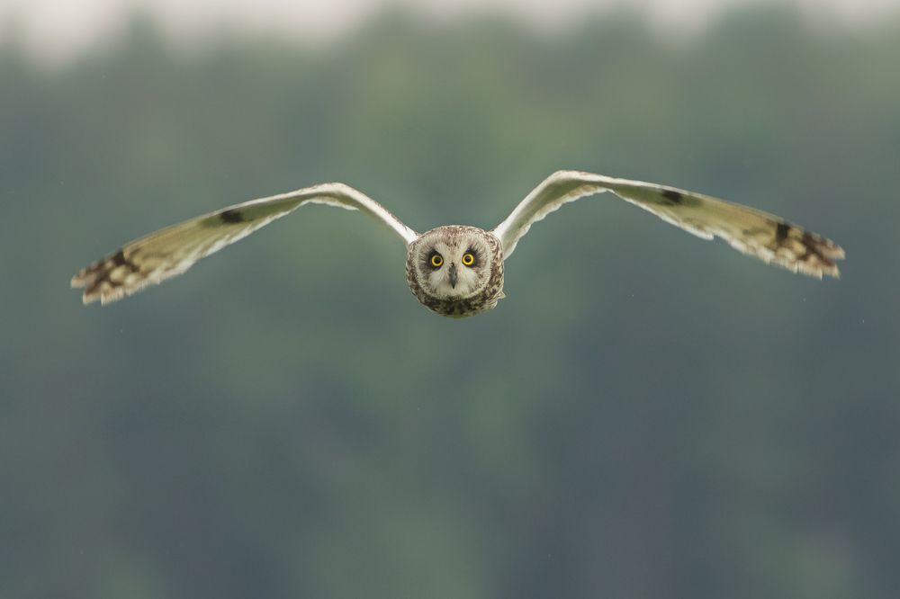 Сова болотная