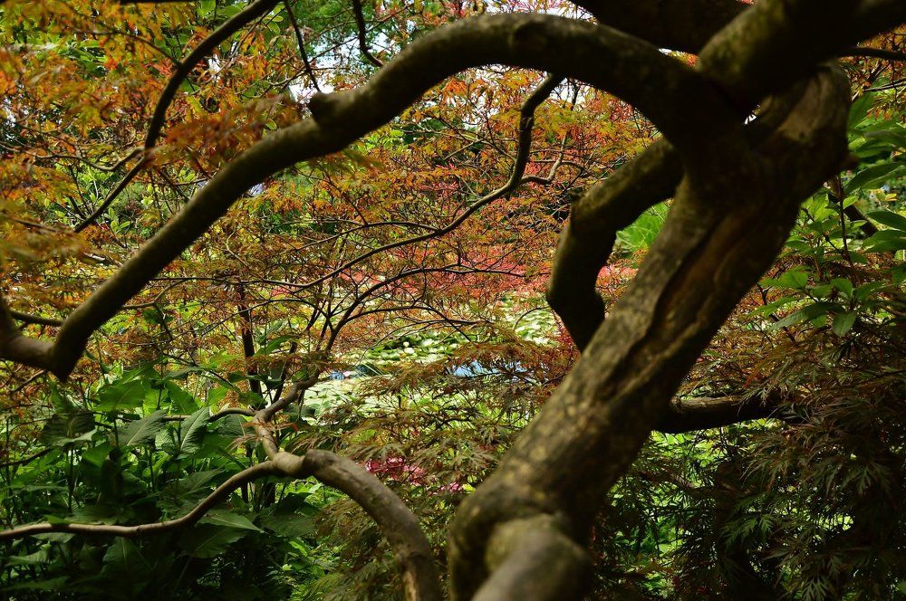 Monet's Garden in Giverny, France
