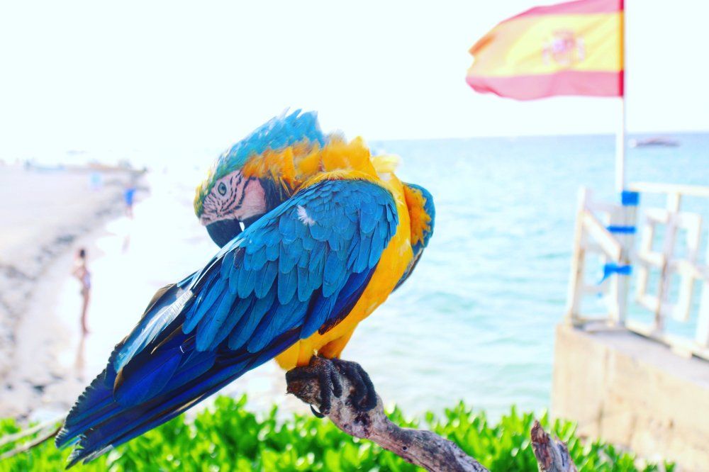 Chikito