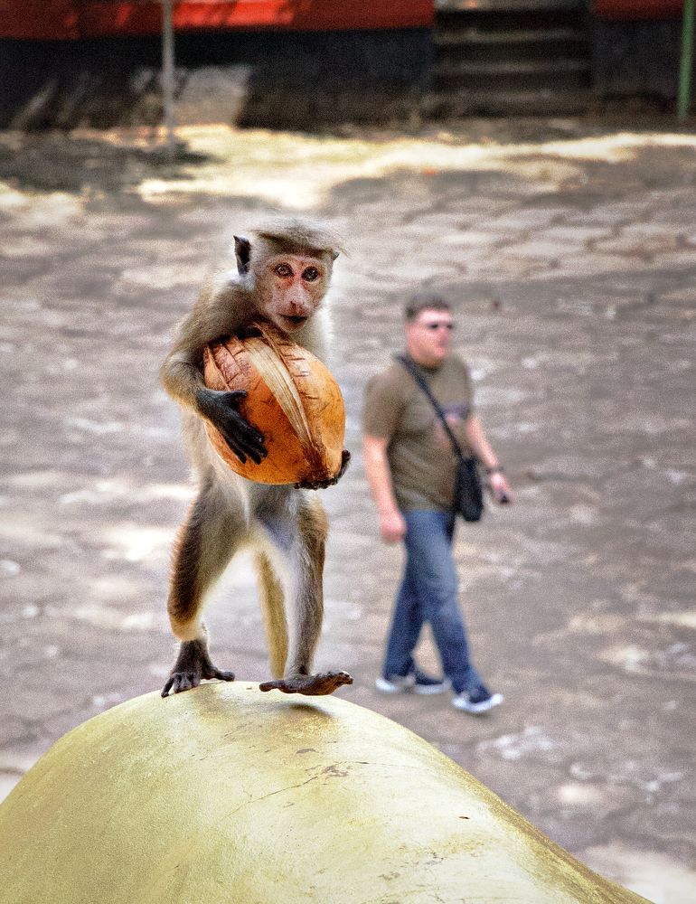 Шриланка. Мой сладкий орех.