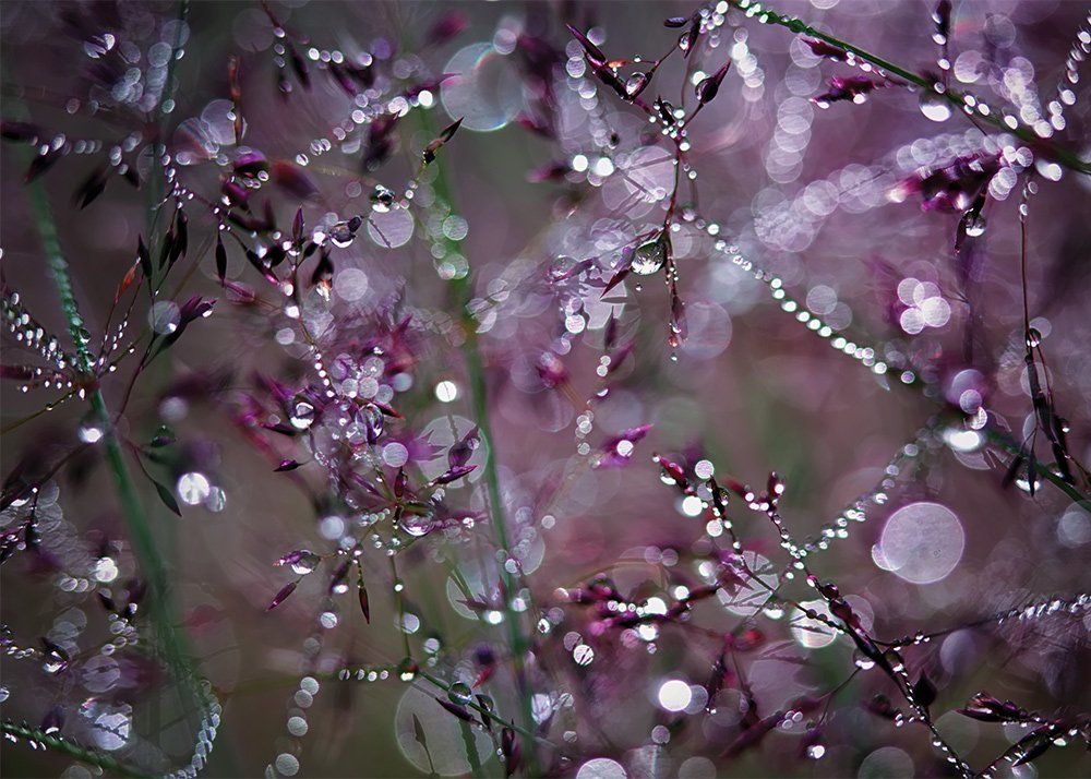 Самоцветы утра