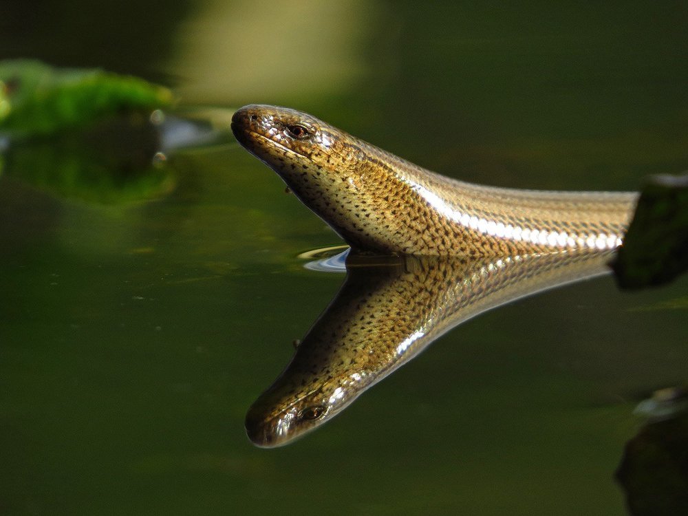 Где моя голова?