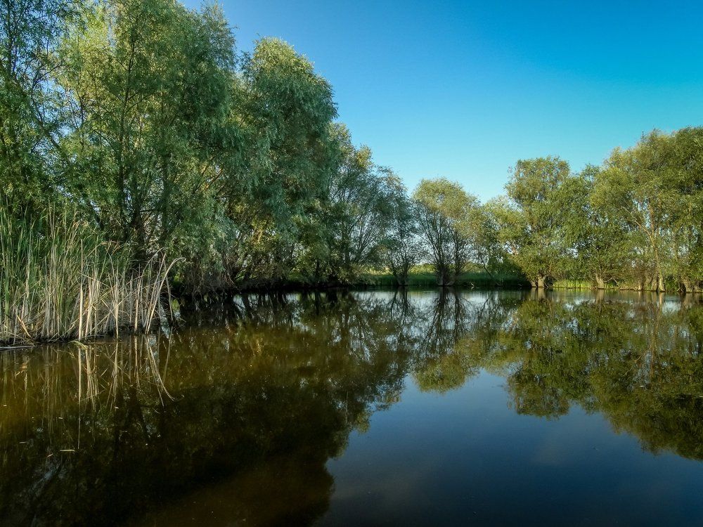 В тихой заводи.