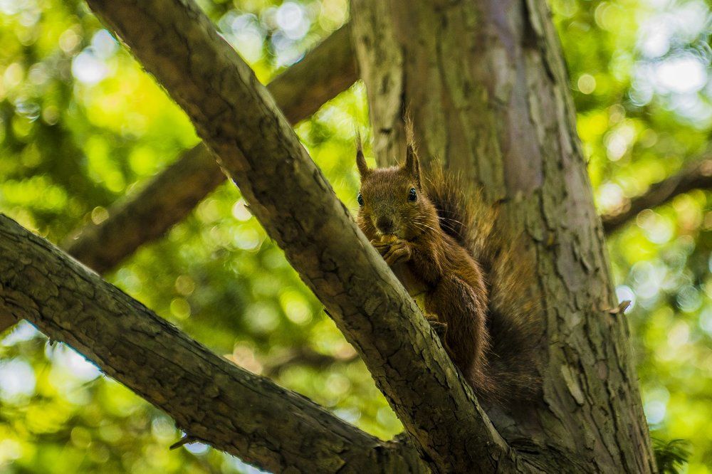 "Squirrel with a nut"