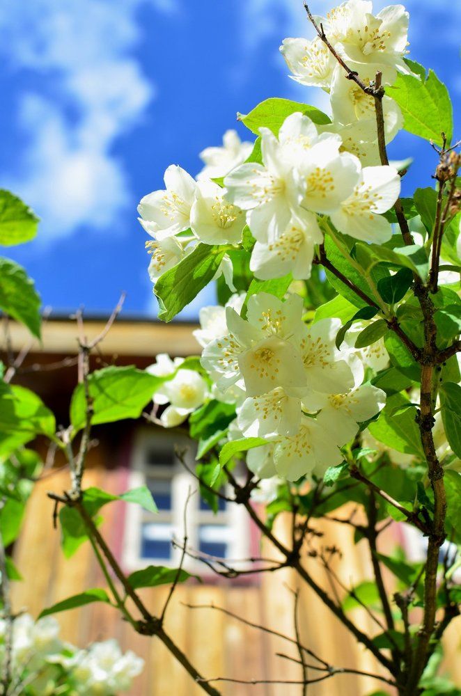 А Репин по утрам дышит жасмином