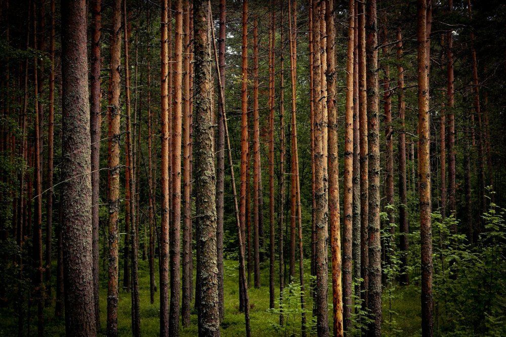 Photograph by Александр Щедрин