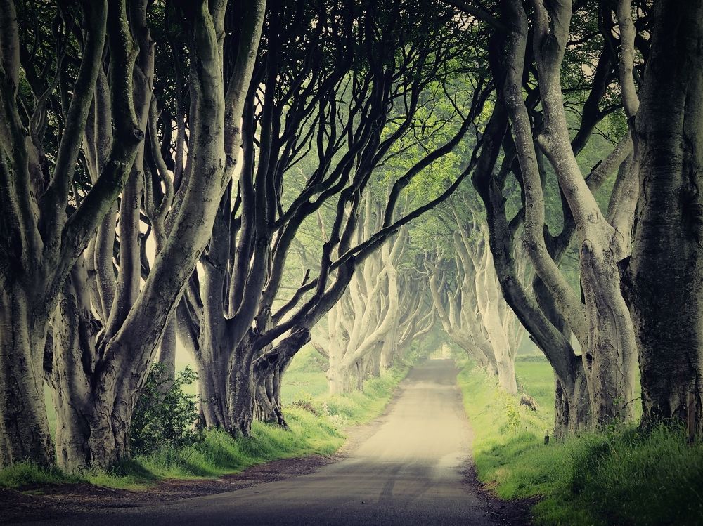 The Dark Hedges